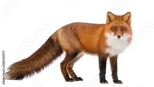 Fotografi Red fox standing profile view with bushy tail