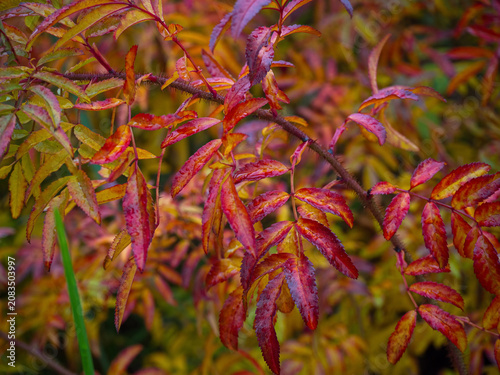 autumn leaves of the rowan-leaved fieldfare (Sorbaria sorbifolia).