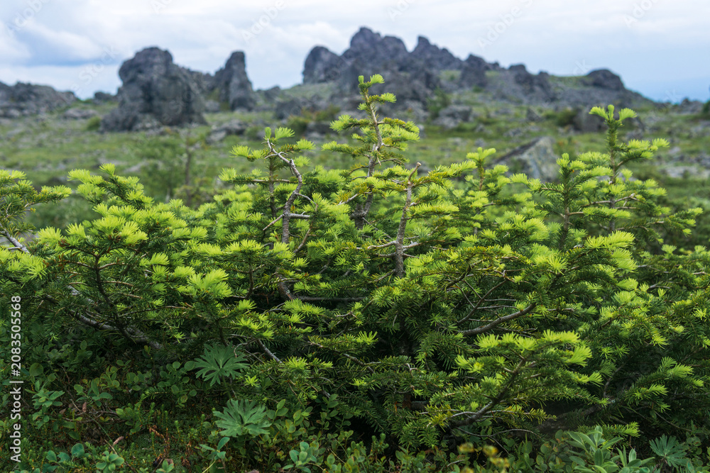 Fototapeta premium Dwarf pine tree in the mountains of Northern Urals, Russia.