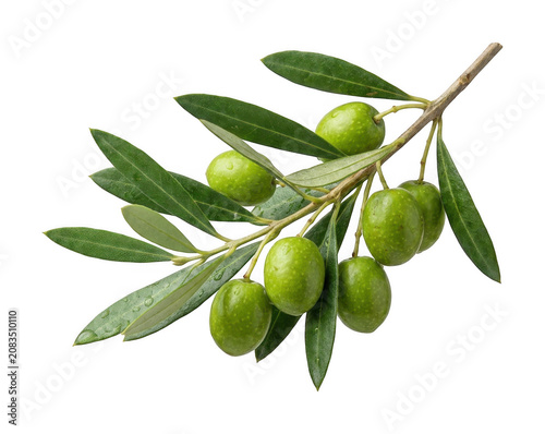 Fotografie fresh green olive png natural green olive cutout organic green olive branch png
