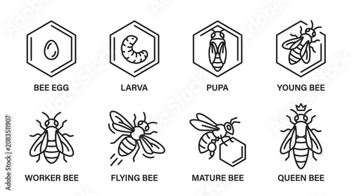 Billede på lærred Different stages of a bee life.