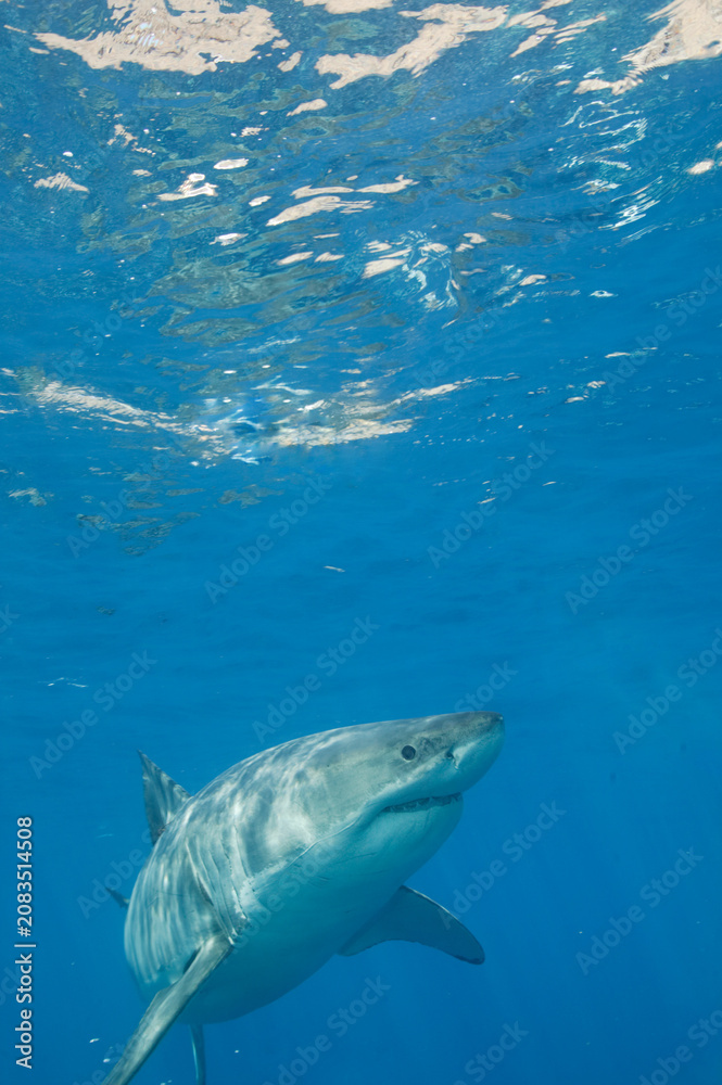 Naklejka premium Great white shark in the Pacific Ocean
