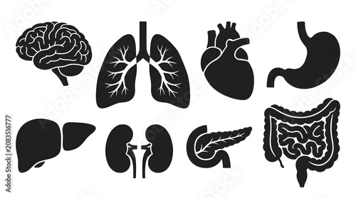 Set of human internal organ icons including brain lungs heart stomach liver kidneys pancreas and intestines as black silhouettes for medical design