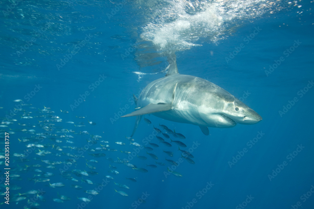 Fototapeta premium Great white shark in the Pacific Ocean