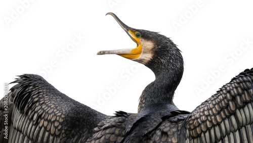 Foto Great Cormorant bird with open beak and spread wings