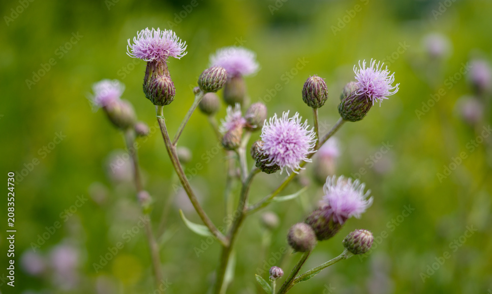 Fototapeta premium Blooming thistle plant close up, Field thistle background