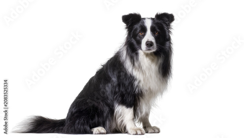 Obraz na plátně Black and white Border Collie dog sitting attentively