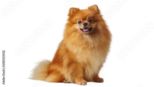 Quadro su tela Fluffy orange Pomeranian dog sitting with tongue out