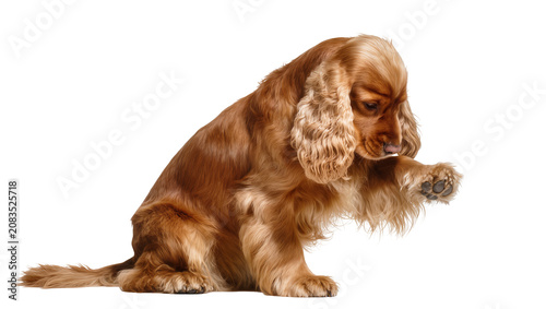 Fotografie Golden Cocker Spaniel dog sitting with paw raised