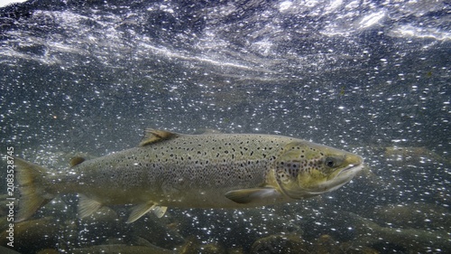 Swimming salmon (Salmo salar) under water, Laerdalsoyri, Norway