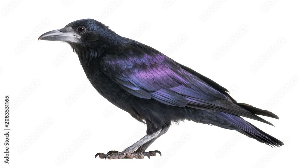 Fototapeta premium Black bird with iridescent purple feathers on white