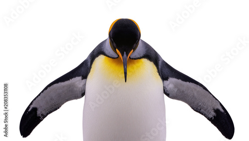 Photography King penguin with wings spread wide