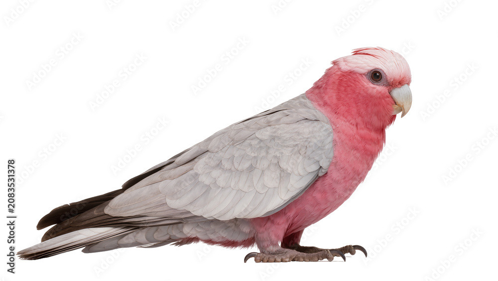 Fototapeta premium Pink and grey galah cockatoo bird with crested head