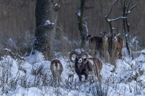 The mouflon ram (Ovis gmelini) continuously follows the female, although she shows no interest and the actual mating season is long over, winter, snow, Germany