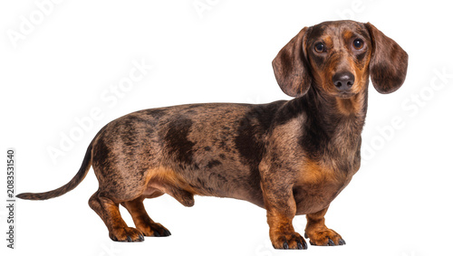 Принти на полотні Dachshund dog with dapple coat standing