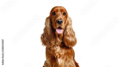 Tableau sur toile English Cocker Spaniel dog with brown fur and long ears