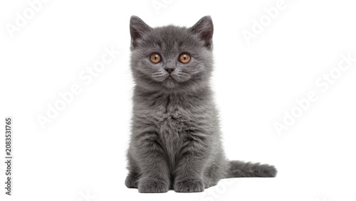 Obraz na płótnie Fluffy grey British Shorthair kitten with orange eyes sitting