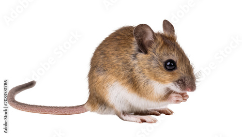 Tableau sur toile Small brown and white mouse with black eyes and long tail