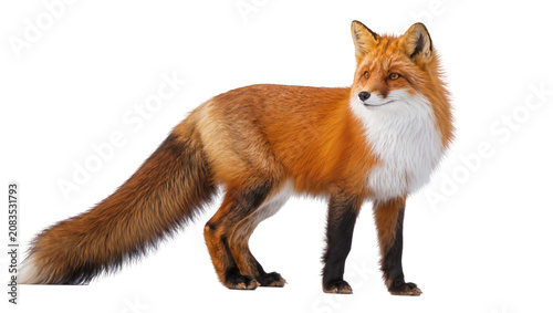 Fotografi Red fox standing profile view with bushy tail