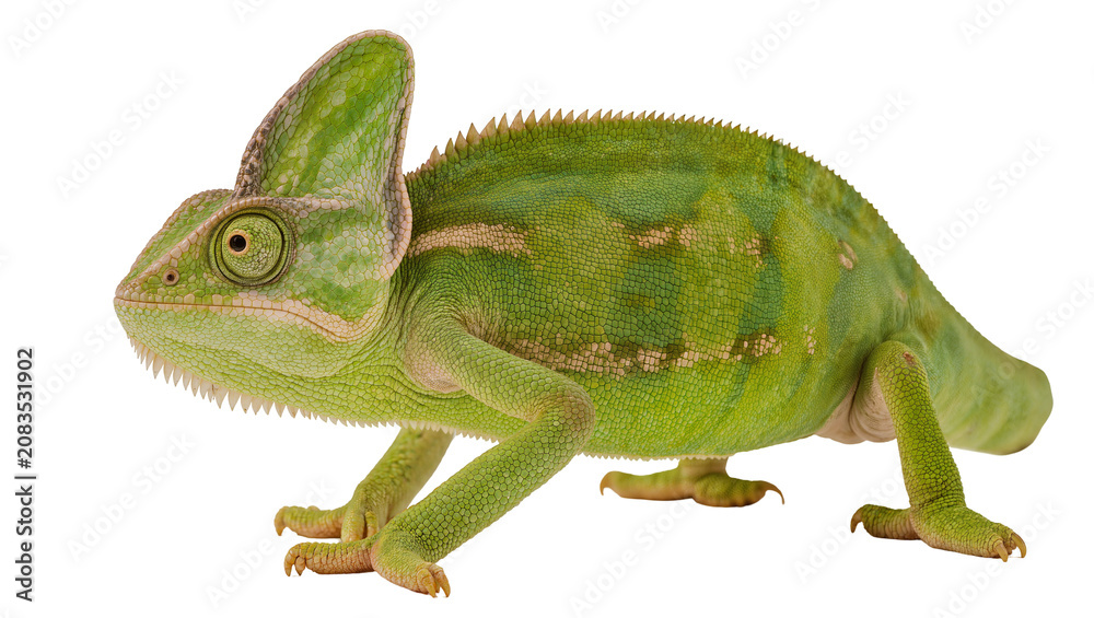 Fototapeta premium Green chameleon with crest and patterned skin