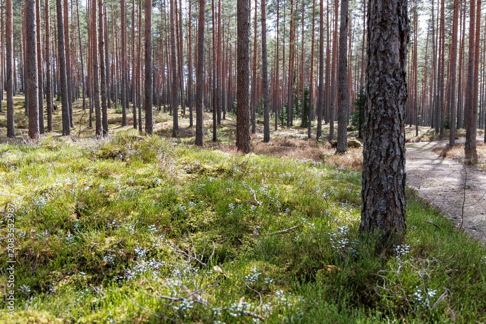 Fototapeta premium Scenic Pine Forest Path with Moss and Blueberry Bushes