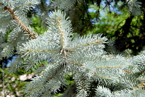Background made from a section of a blue spruce branch