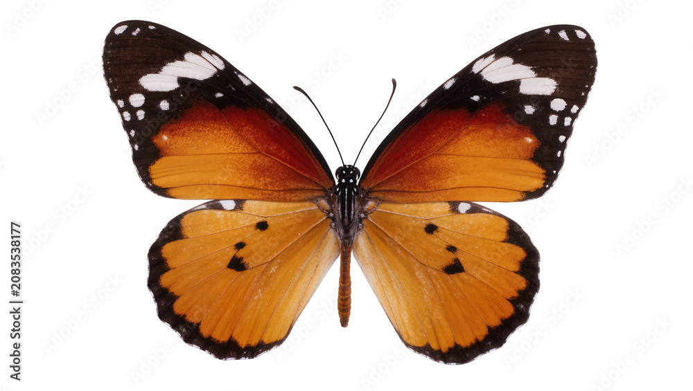 Obraz premium Orange butterfly with black and white wing patterns