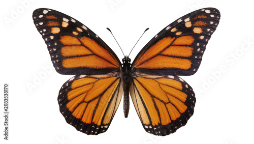 Tableau sur toile Monarch butterfly with orange and black wings spread