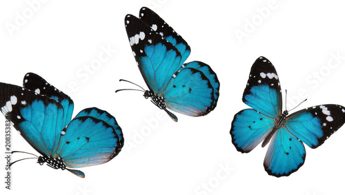 Tableau sur toile Three blue butterflies with black and white spots flying