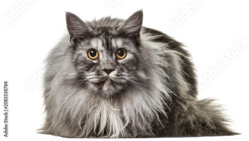 Tablou pe pânză Maine Coon cat with silver tabby fur and yellow eyes