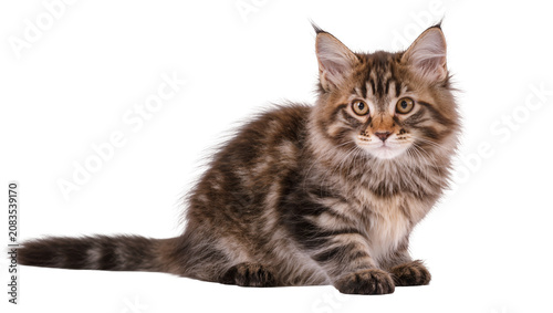 Canvas Print Maine Coon kitten with tabby markings sitting