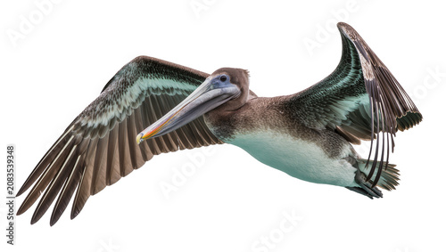 Obraz na plátně Brown pelican bird in flight with wings spread wide