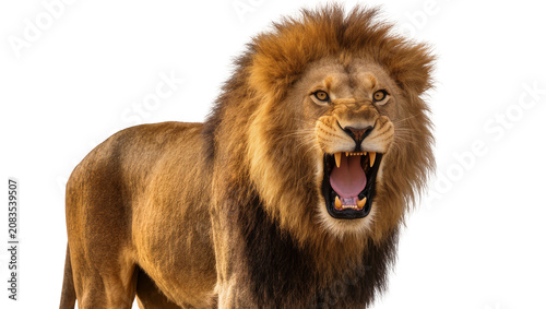 Foto Lion roaring with open mouth and sharp teeth