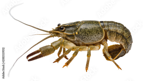 Billede på lærred Crawfish with large claws and long antennae on white