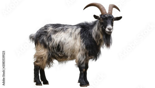 Fotografía Shaggy black and white goat with curved horns