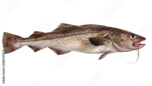 фотографія Atlantic Cod fish with dark spots and barbels