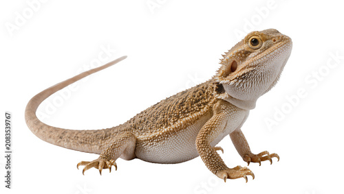 Photos Bearded dragon reptile with spiky scales and long tail