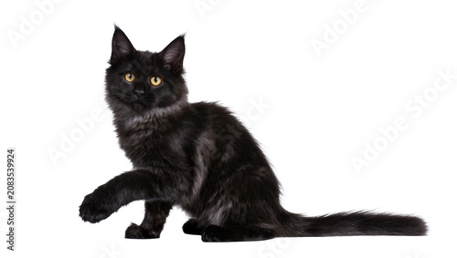 Tablou pe pânză Black Maine Coon kitten with yellow eyes sitting and raising one paw