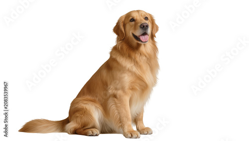 Canvas Print Golden Retriever dog sitting attentively with tongue out