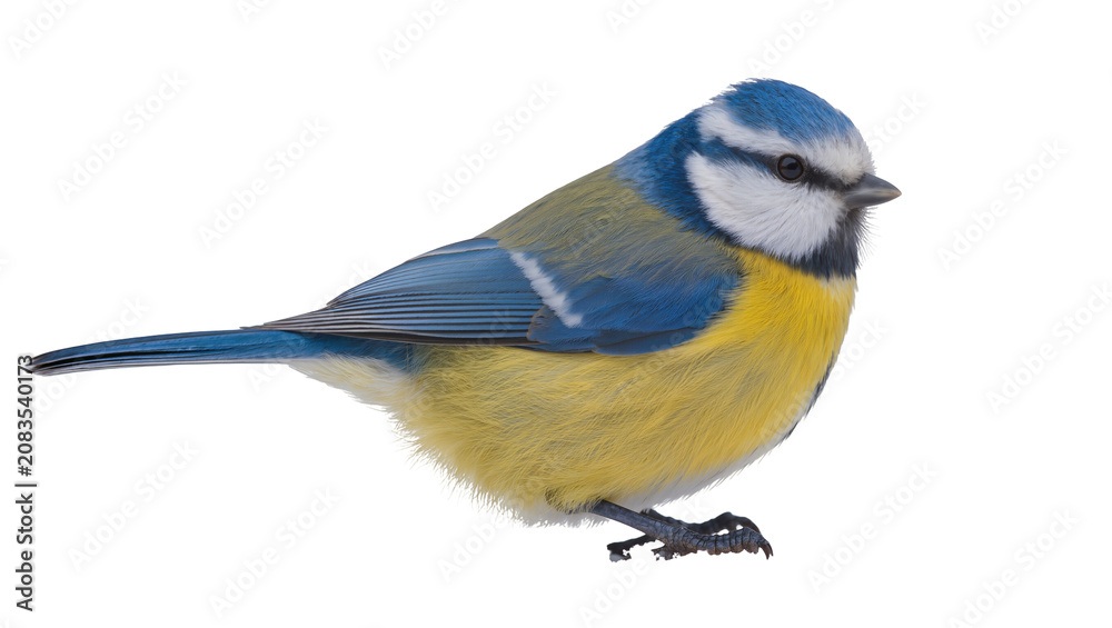 Obraz premium Blue tit bird with yellow and blue feathers
