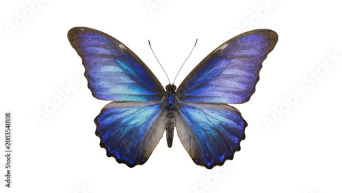 Fotografía Blue Morpho Butterfly with Iridescent Wings
