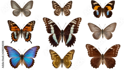 Bild auf Leinwand Collection of nine colorful butterflies with detailed wings
