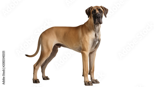 Obraz na plátně Fawn Great Dane standing full body, looking forward