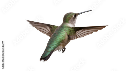 Obraz na plátne Hummingbird with iridescent green feathers in flight