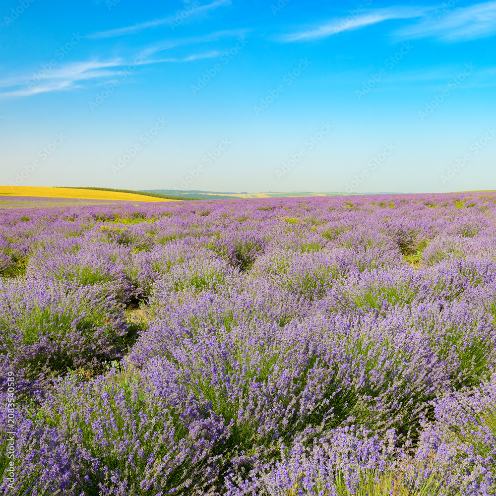 Fototapeta premium Blooming Lavender Landscape With Vibrant Colors