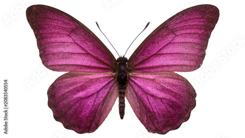 Schilderij op canvas Vibrant purple butterfly with detailed wings and antennae