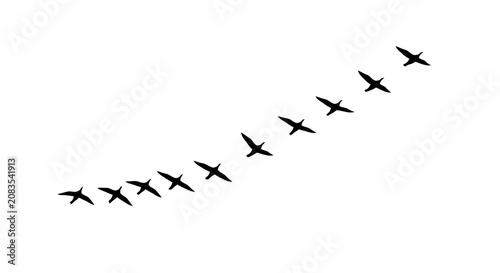 Foto A flock of birds flying in formation against a white background