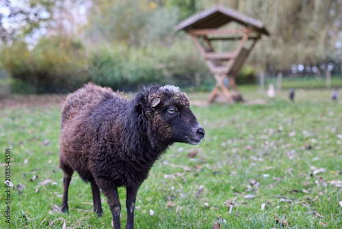 Foto A black ouessant sheep with curly wool stands calmly in a vibrant green field, looking right