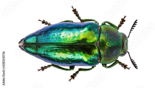 Fotografi Metallic green jewel beetle with iridescent blue and yellow sheen