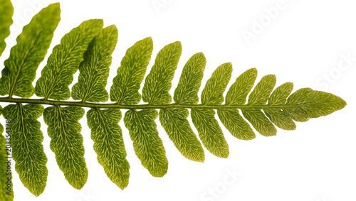 Foto Green fern frond with intricate vein patterns